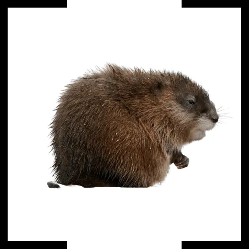 muskrat