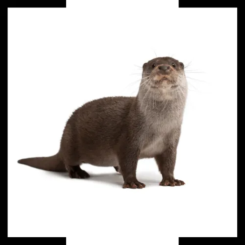 otter